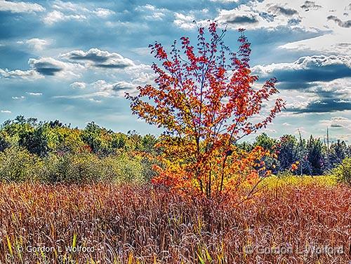 First Autumn Tree_DSCF4823-5.jpg - Photographed near Franktown, Ontario, Canada.